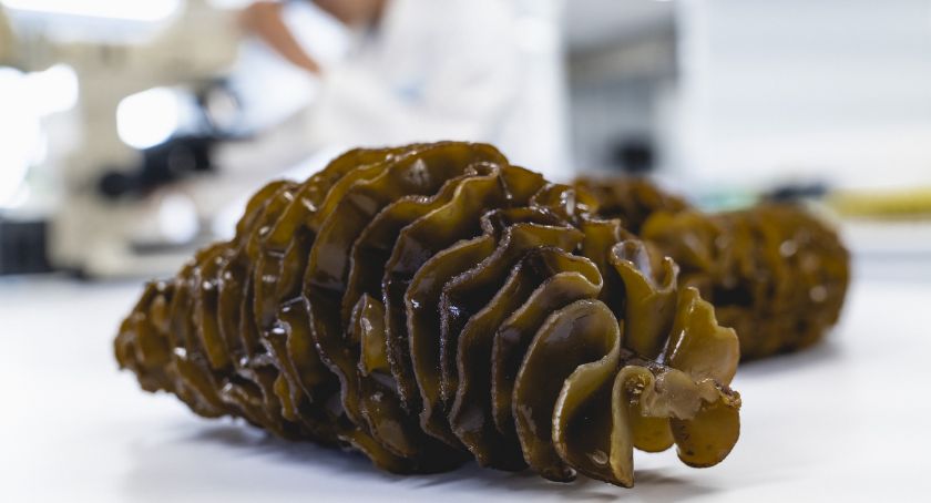 Seaweed Extract Supports Enlarged Prostate Symptoms: Study